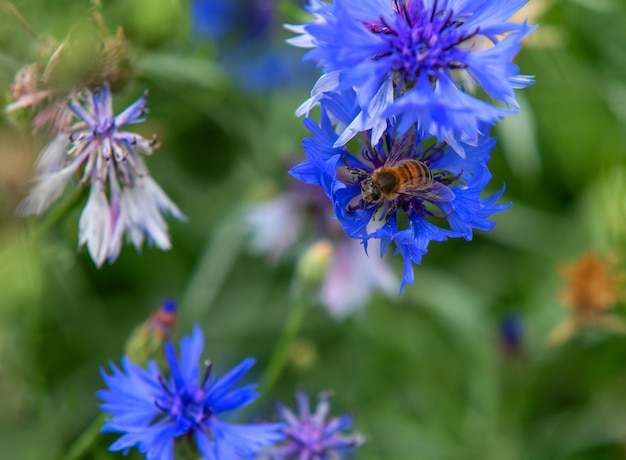 A bee collecting pollen on a beautiful blue flower