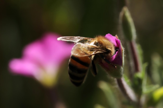 Bee Collecting Pollen Beauty Natural Background