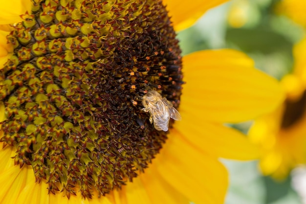 Bee collecting pollen from sunflowers head in the nature