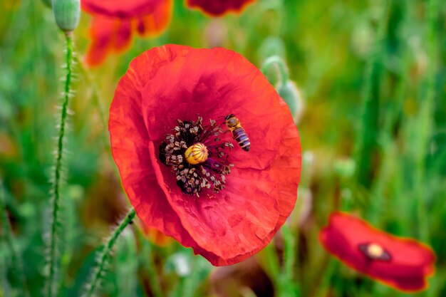 Bee collects honey from poppy flowers.. Beautiful field red poppies. Natural drugs. Glade of red poppies. Remembrance day, Anzac Day, serenity. Drug and love intoxication, opium, medicinal._