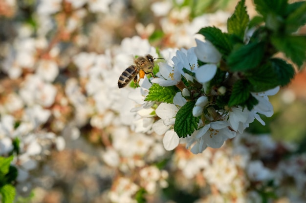 Bee collects nectar on a flowering tree.