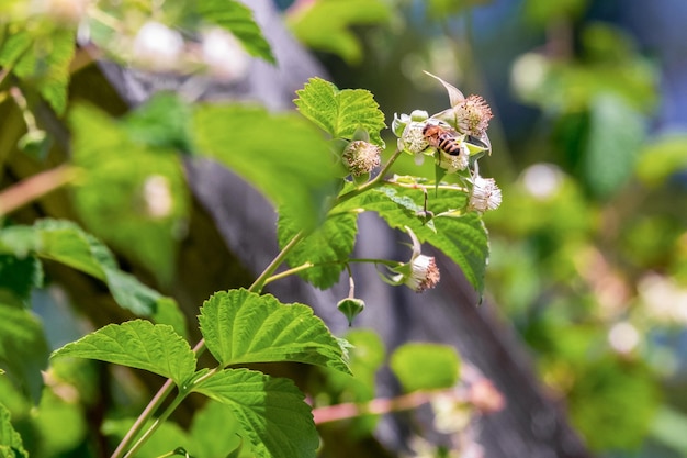 A bee collects nectar from a blooming raspberry Pollination