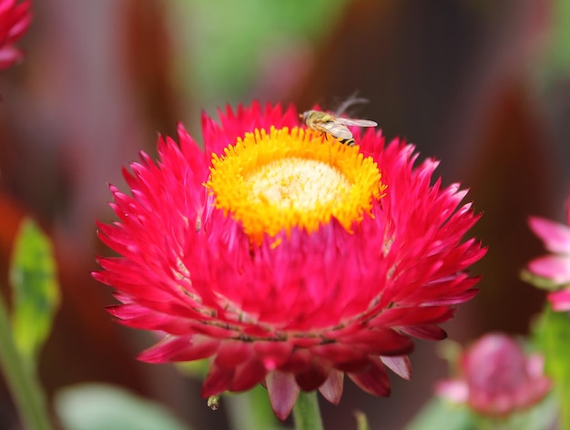 Bee collects nectar from btona bright red asters