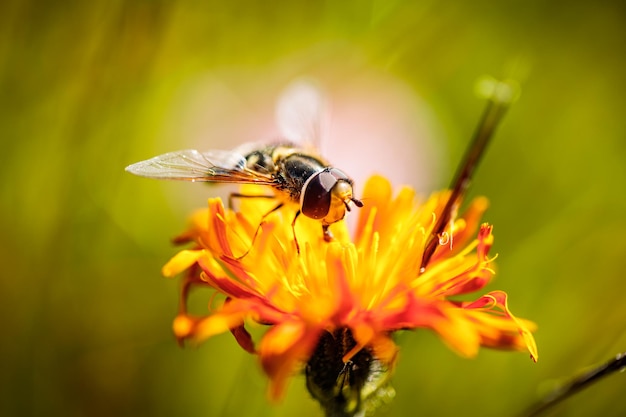 Bee collects nectar from flower crepis alpina