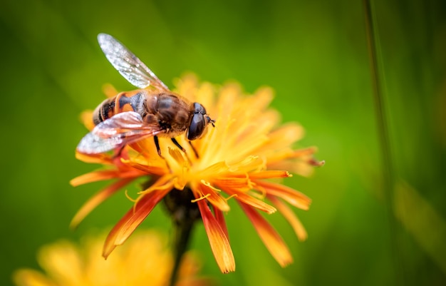 Bee collects nectar from flower crepis alpina