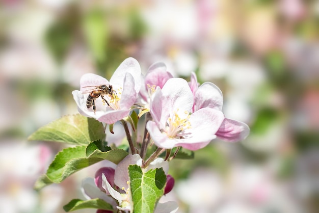 The bee collects nectar and pollinates flowering apple trees Closeup of a bee Selective focus