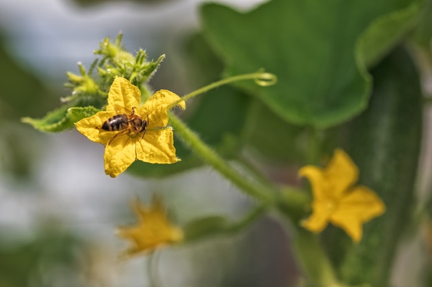 A bee collects nectar on a yellow blossoming cucumber flower among large green leaves