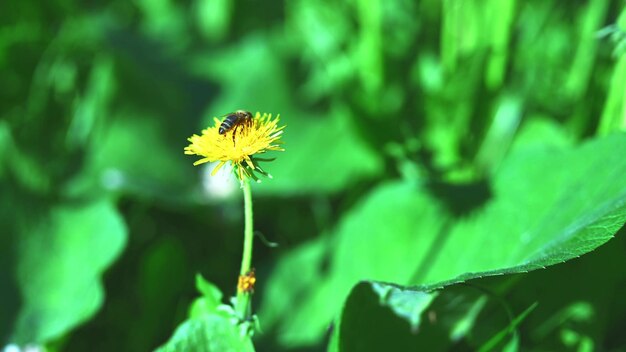 A bee collects pollen from a dandelion Yellow flower