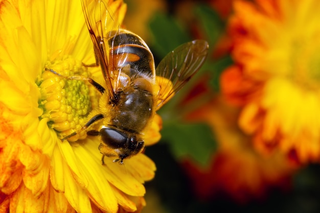 The bee collects pollen sitting on a flower.