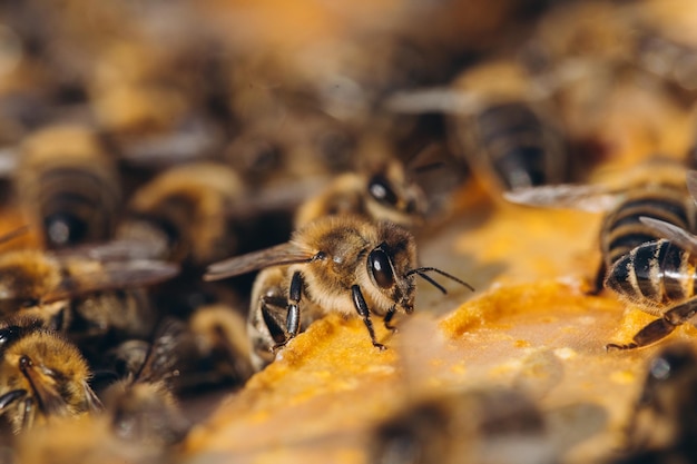 Bee colony in hive macro Working honey bees honeycomb wax cells with honey and pollen