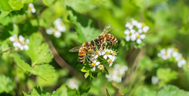 Photo bee communication two bees perform a waggle dance to communicate the location of flowers to their