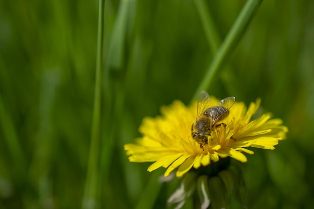 A bee on a dandelion in a field