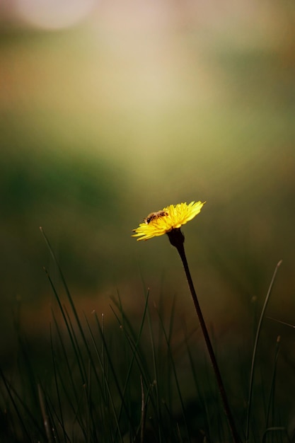 Bee on dandelion flower blurred background