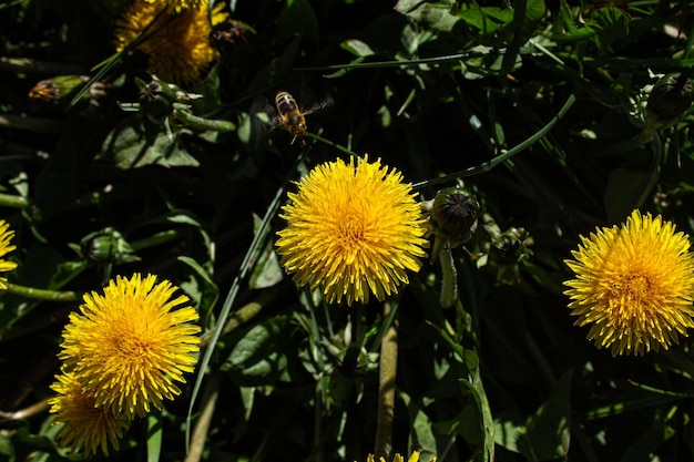 Bee on a dandelion flowers in the grass