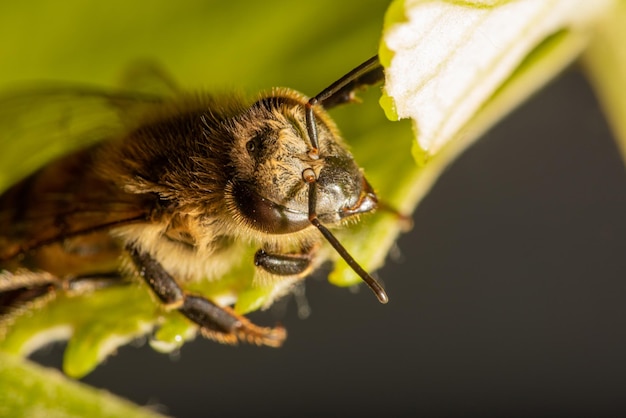 Bee details of a beautiful bee seen through a macro lens with a beautiful light selective focus