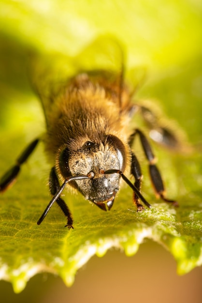 Bee details of a beautiful bee seen through a macro lens with a beautiful light selective focus