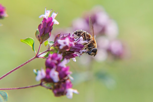 Bee drinking nectar from a flower