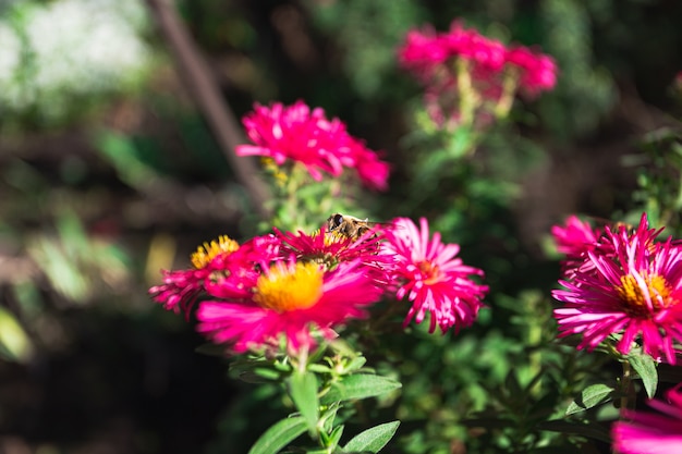 Bee drinks nectar from autumn flowers