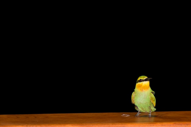 A bee eater in the black background