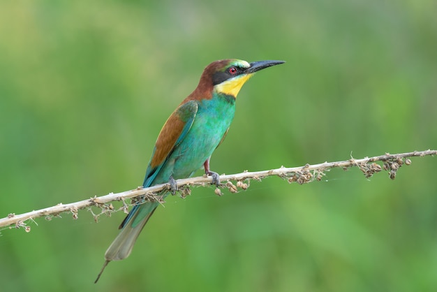 Bee-eater on a branch