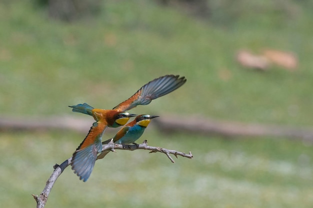 Bee-eater (Merops apiaster) Malaga, Spain