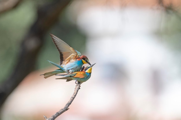 Bee-eater (Merops apiaster) Malaga, Spain