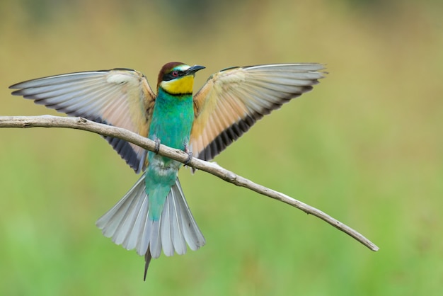 Bee-eater spreading wings