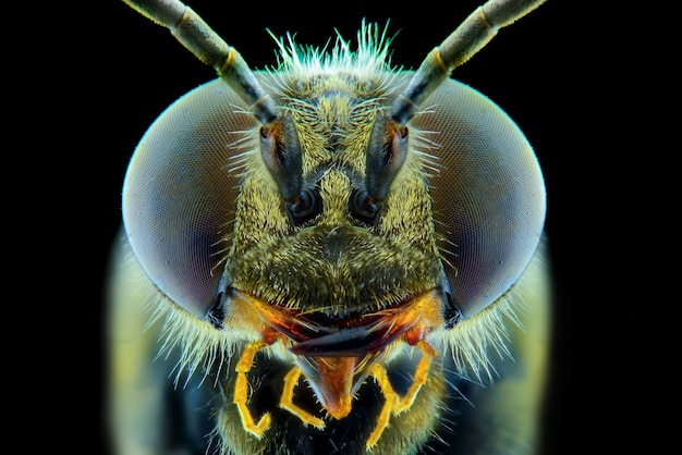 Bee face macro