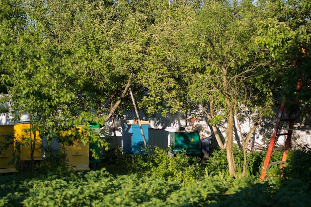 Bee farm Beekeeper working with beehives on apiary