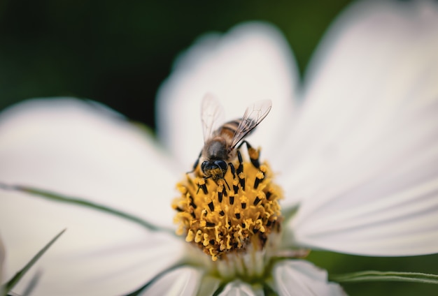 Bee and Field of cosmos flower