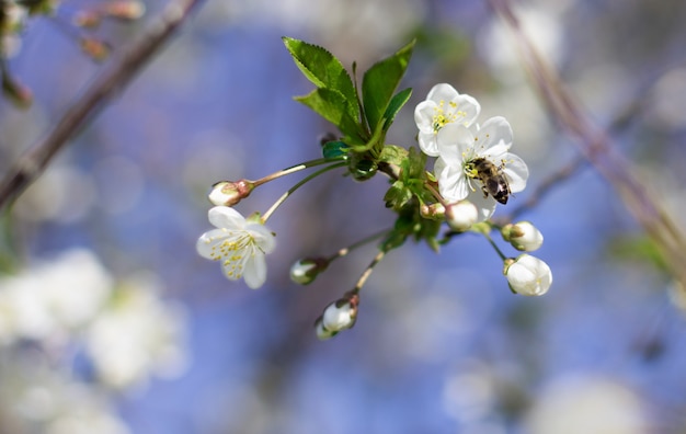 A bee flies over a branch of flowering cherry in the garden