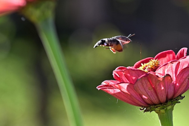 A bee flies over a flower