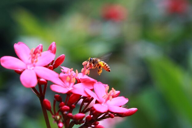 Photo a bee flies past a flower that has the number 3 on it