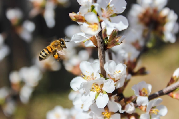 Bee flies