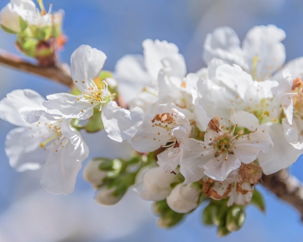 Bee in flight on cherry blossom The problem of the disappearance of bees