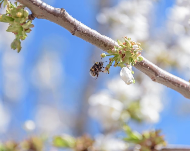 Bee in flight on cherry blossom The problem of the disappearance of bees