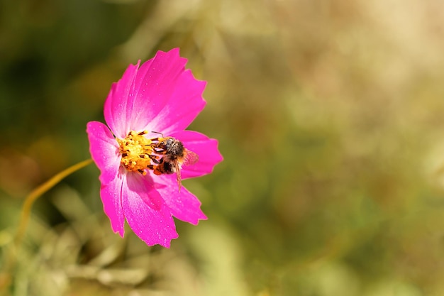 Bee and flower A bee collects nectar from a large pink nectar flower on a sunny bright day Place for an inscription Copyspace