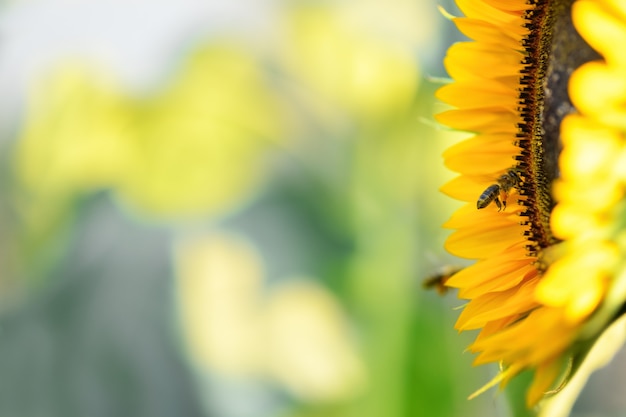 Bee and flower Close up of striped bee with pollen basket flying and collecting honey on sunflower