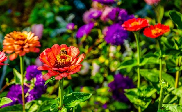 A bee on a flower in a garden