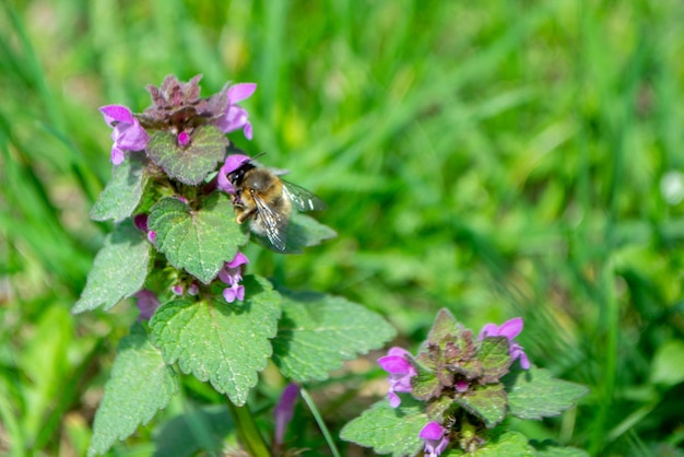 A bee on a flower in the grass