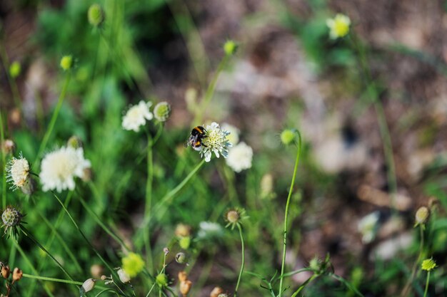 A bee on a flower in the grass