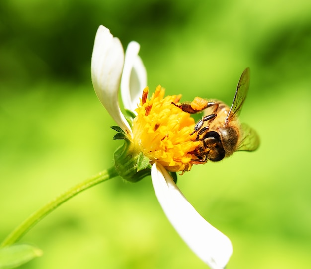 Bee on flower green background