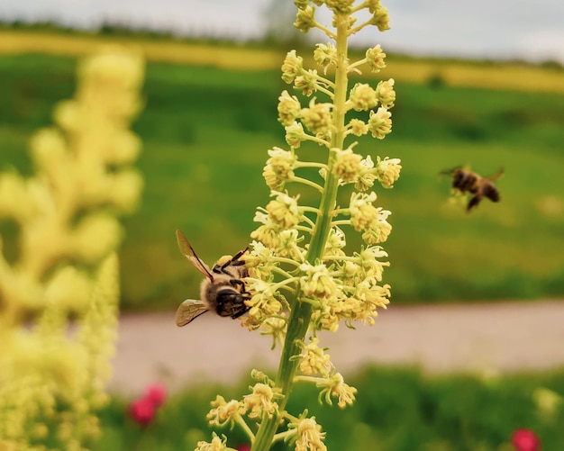 Bee on a flower honey bee collecting pollen on yellow rape flower