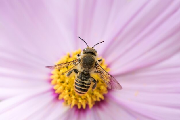 Bee on flower in nature