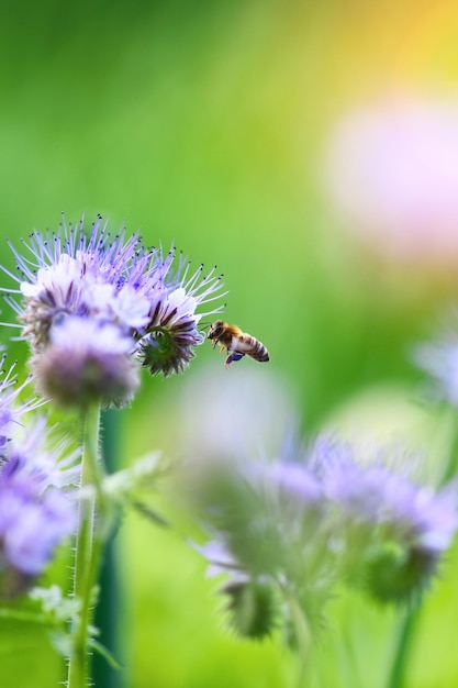 Bee and flower phacelia Close up flying bee collecting pollen from phacelia on a sunny day on a green background Phacelia tanacetifolia lacy Summer and spring backgrounds