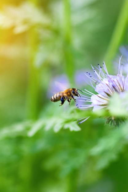 Bee and flower phacelia Close up flying bee collecting pollen from phacelia on a sunny day on a green background Phacelia tanacetifolia lacy Summer and spring backgrounds