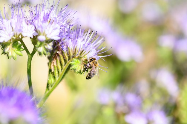 Bee and flower phacelia Close up of a large striped bee collecting pollen from phacelia on a bright sunny day Summer and spring backgrounds