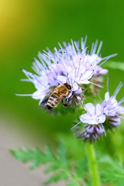 Bee and flower phacelia Close up of a large striped bee collecting pollen from phacelia on a green background Phacelia tanacetifolia lacy Summer and spring backgrounds