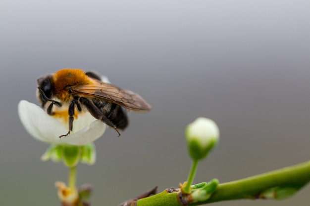 Bee on a flower of the white cherry blossoms.