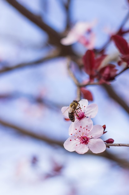 A bee on a flower with a blue sky in the background